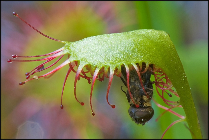 LEGO MOC - 16x16: Botany - Рося́нка (лат. Drósera)